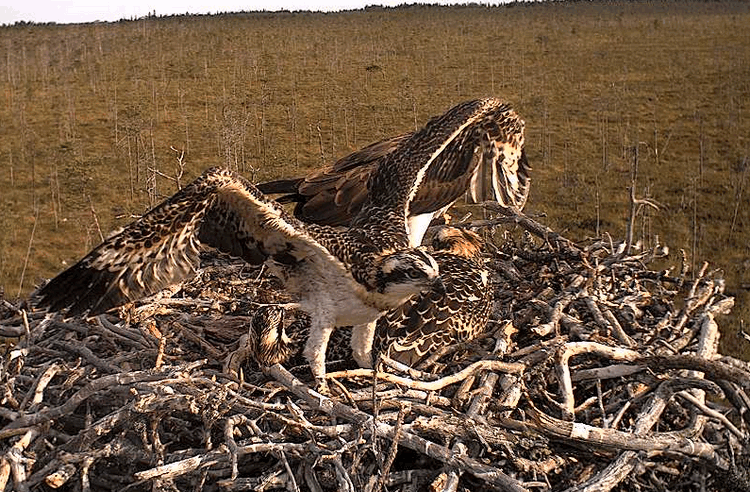 2009-07-20_062724.gif
