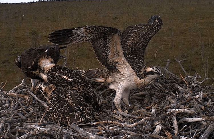 2009-07-20_131051.gif