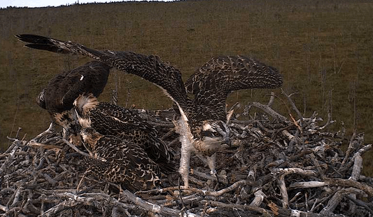 2009-07-20_131127.gif