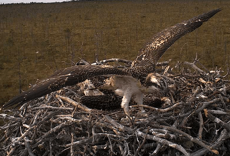 2009-07-20_155204.gif