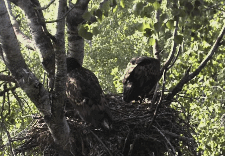 2009-07-21_061315.gif