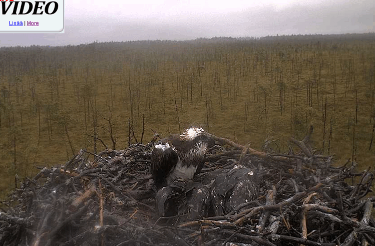 2009-07-21_133310.gif