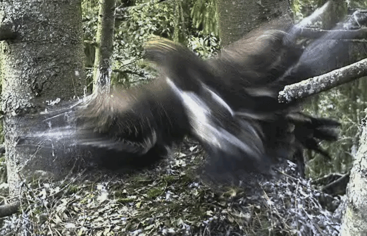2009-07-21_210738.gif
