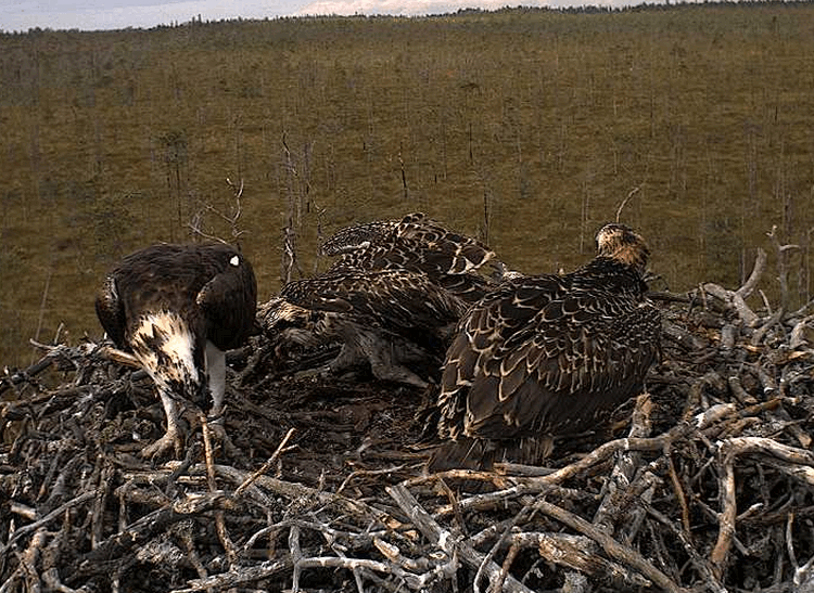 2009-07-22_123320.gif
