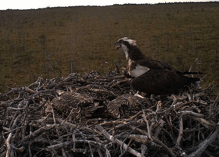 2009-07-22_172800.gif