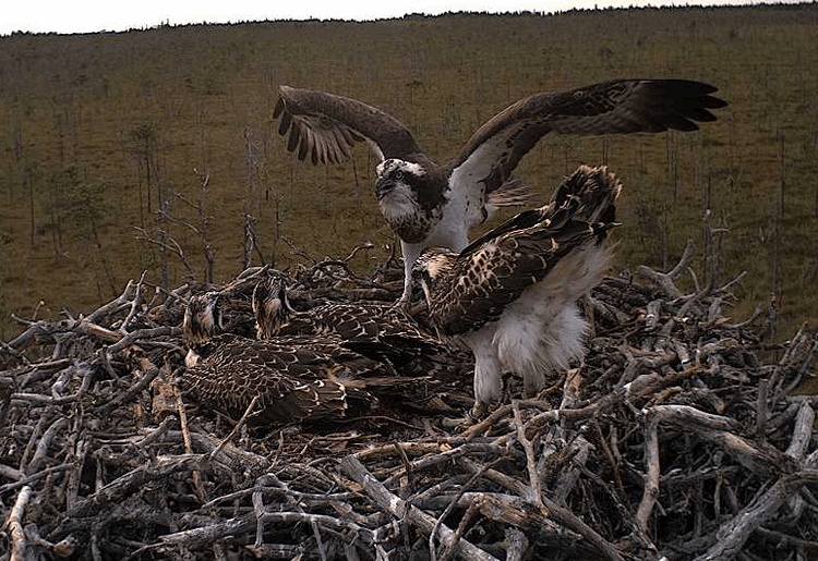 2009-07-22_175054.gif