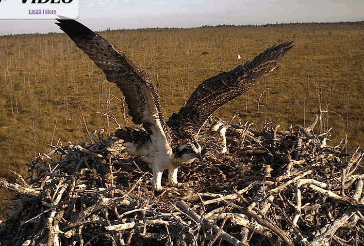 2009-07-23_065936.gif