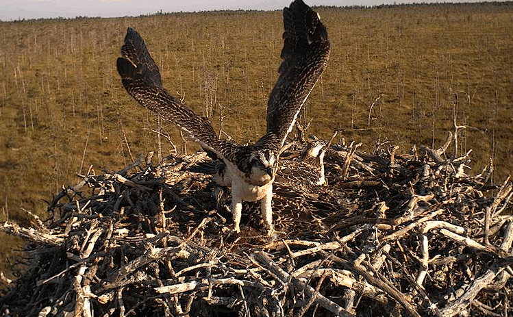 2009-07-23_070018.gif