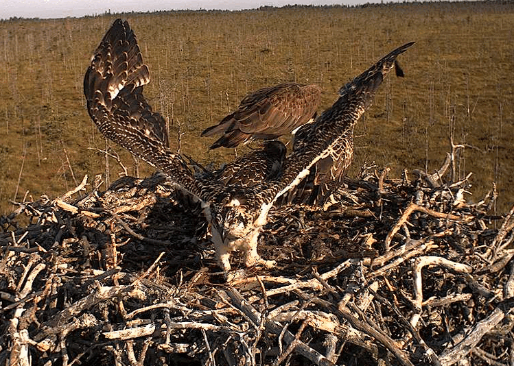 2009-07-23_073433.gif