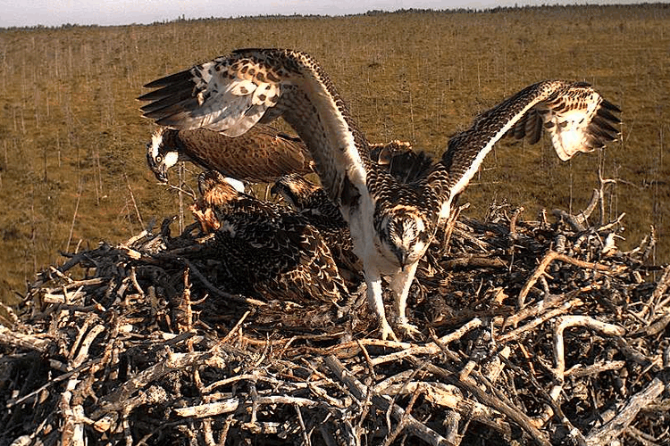 2009-07-23_073658.gif