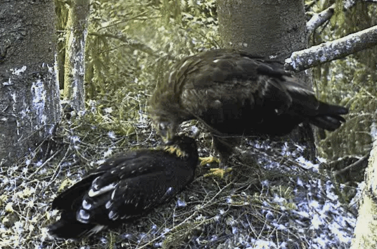 2009-07-23_231140.gif