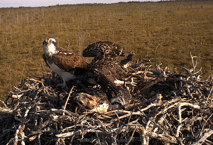 2009-07-24_063352.gif