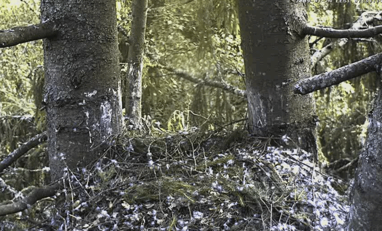2009-07-24_063936.gif