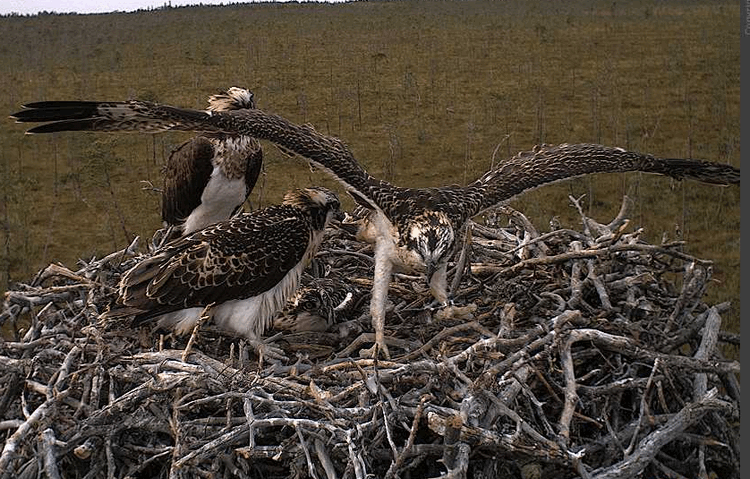 2009-07-24_153109.gif