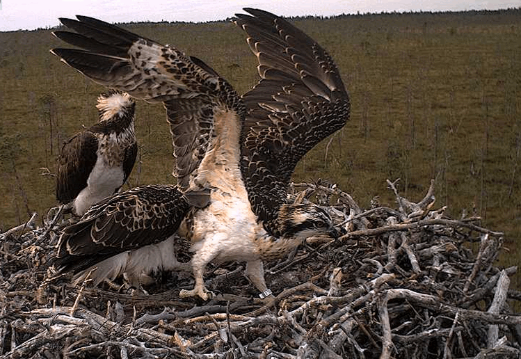 2009-07-24_153130.gif