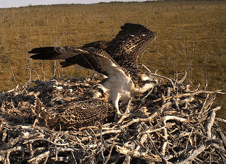 2009-07-25_072859.gif
