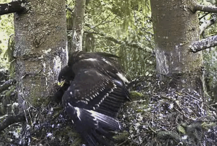 2009-07-25_194526.gif