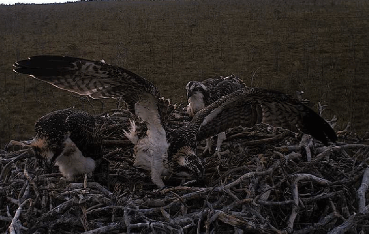 2009-07-26_180824.gif