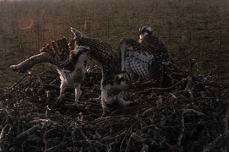 2009-07-26_191749.gif