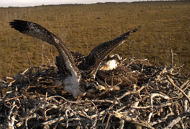 2009-07-27_064754.gif
