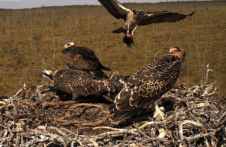 2009-07-27_104808.gif