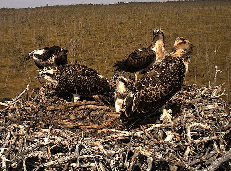 2009-07-27_104830.gif