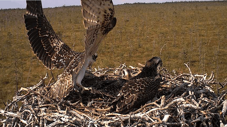 2009-07-27_135322.gif