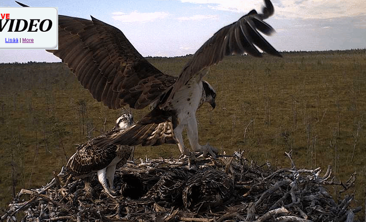 2009-07-27_143718.gif