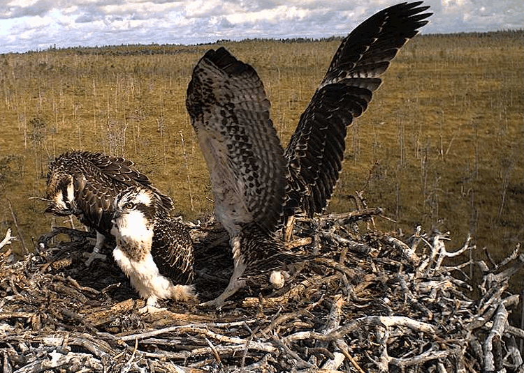 2009-07-28_085708.gif