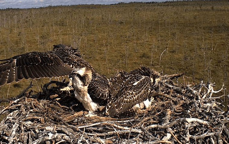 2009-07-28_085733.gif