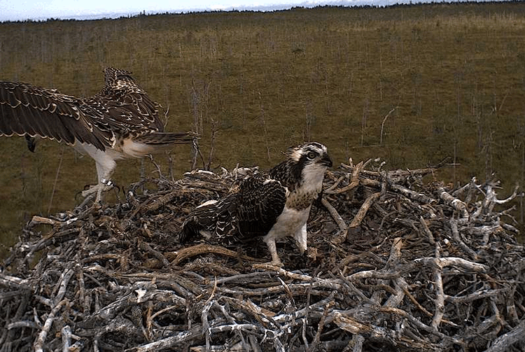 2009-07-28_095332.gif