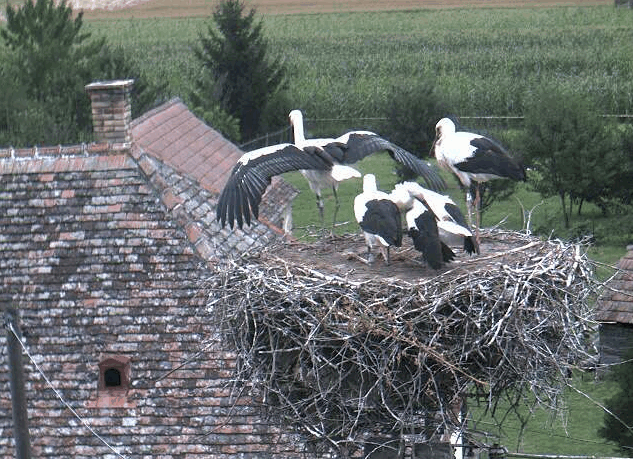 2009-07-28_165048.gif