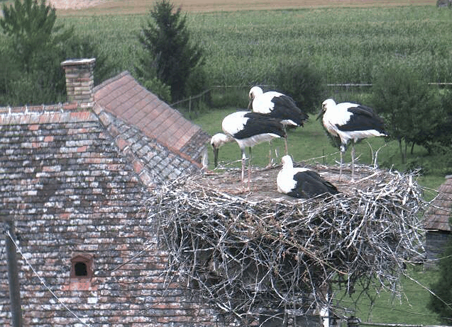 2009-07-28_165817.gif