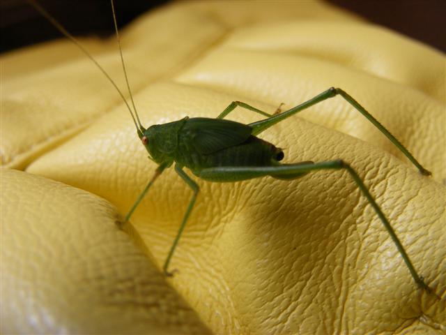 DSCF6888 (Small).JPG