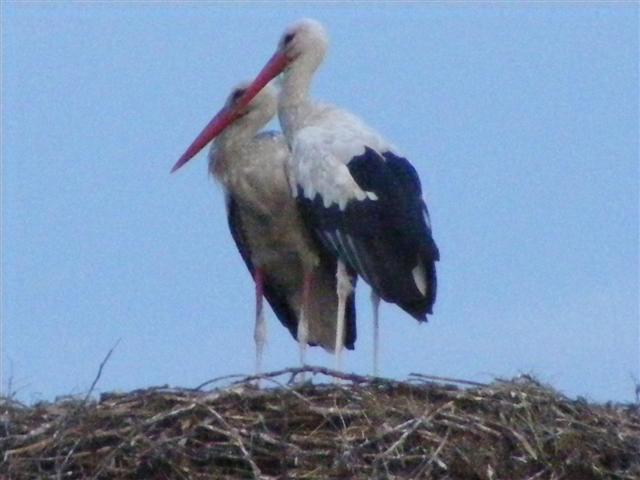 DSCF7164 (Small).JPG