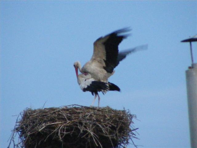 DSCF7172 (Small).JPG