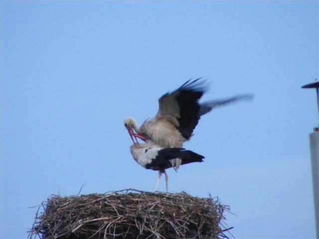DSCF7173 (Small).JPG