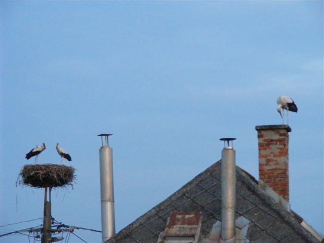 DSCF7182 (Small).JPG