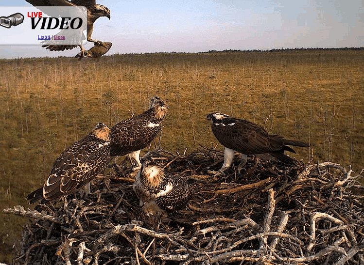 2009-08-02_072321.gif