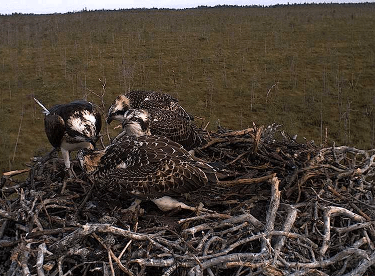 2009-08-02_073649.gif