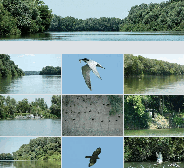 2009-08-02_082416.gif