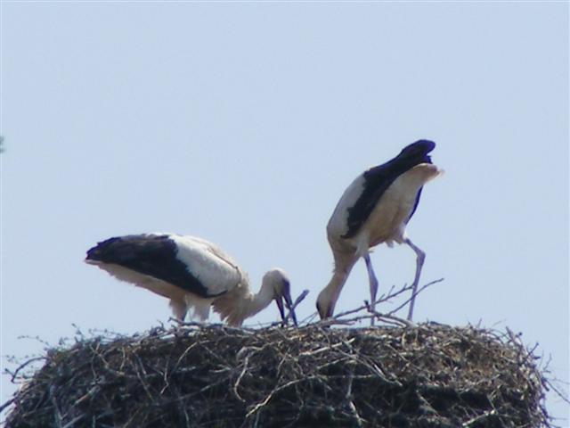 DSCF7210 (Small).JPG