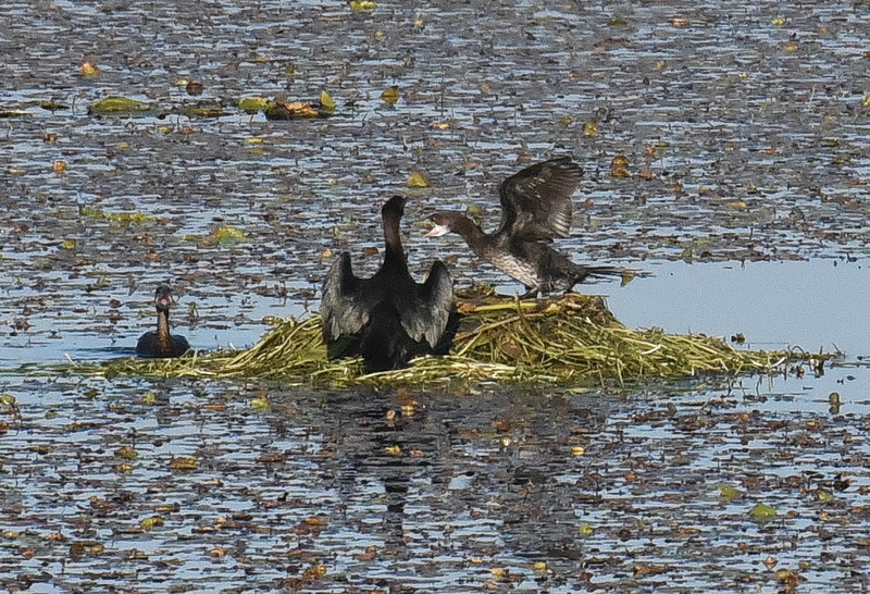 DSC_7826kormi.JPG