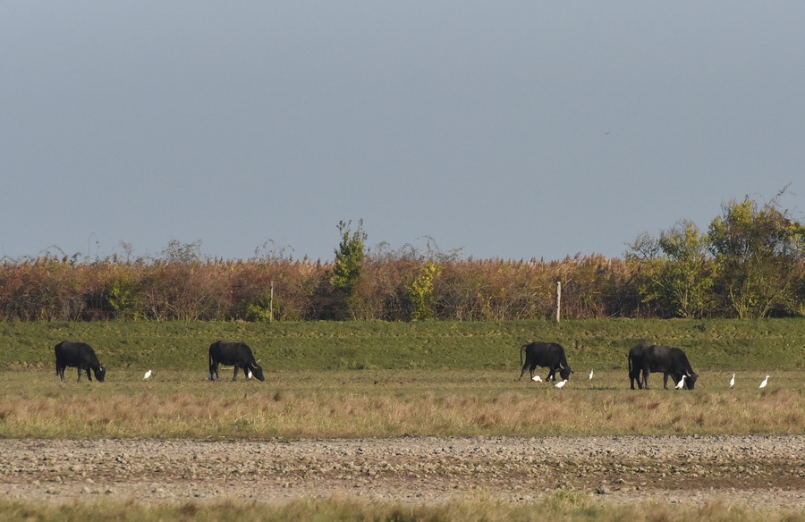 DSC_7867 900.JPG