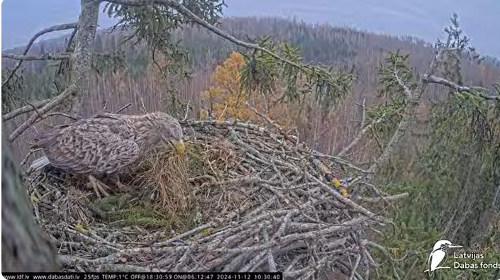 2024-11-13_013338.jpg