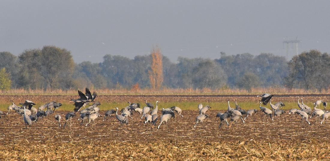 1100képek 096.JPG