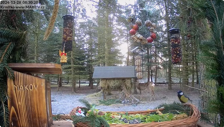 2024-12-28_095331.jpg