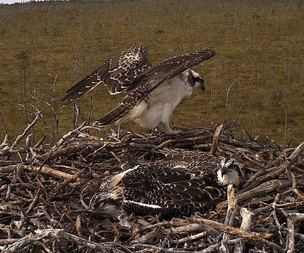 2009-08-03_195552.gif