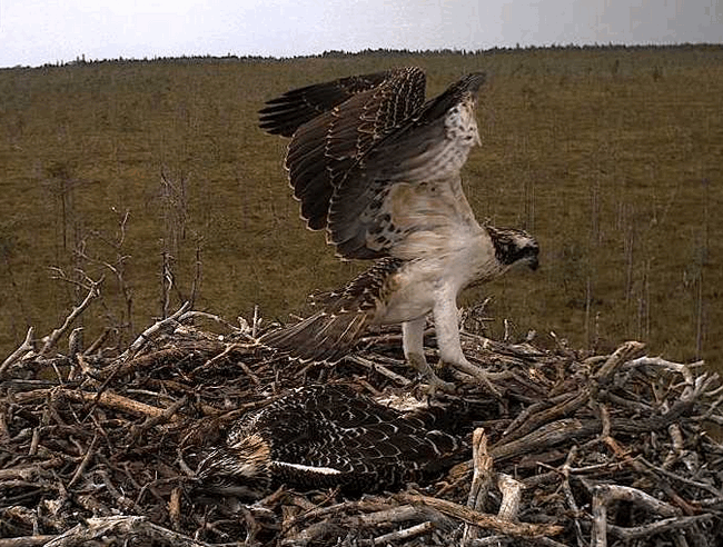 2009-08-03_195646.gif