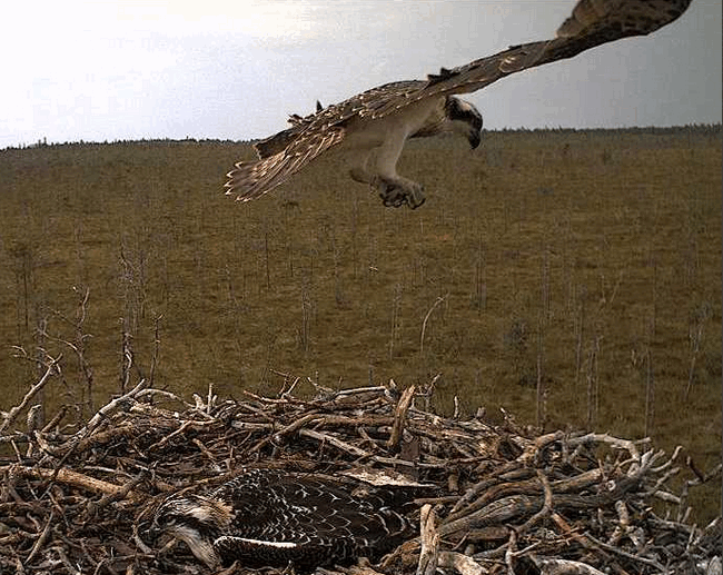 2009-08-03_195718.gif